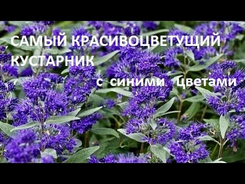 Видео: СУПЕР ЭФФЕКТНЫЙ КУСТАРНИК с СИНИМИ ЦВЕТАМИ . НЕПРИХОТЛИВ.   АРОМАТНЫЙ КУСТ С ПУШИСТЫМИ СОЦВЕТИЯМИ