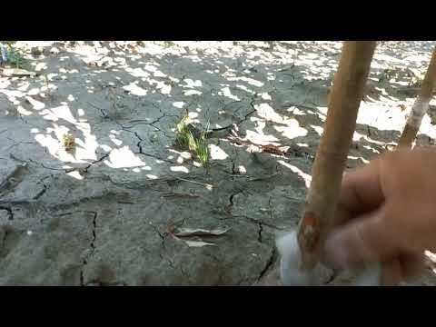 Видео: Персик манжурський, якість підщепного матеріалу.