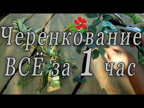 Видео: Всё о черенковании - видеоурок.