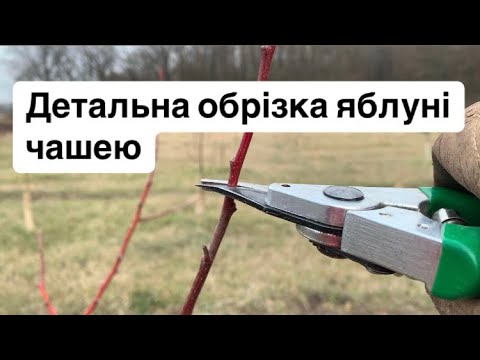 Видео: Детальна обрізка яблуні чашею