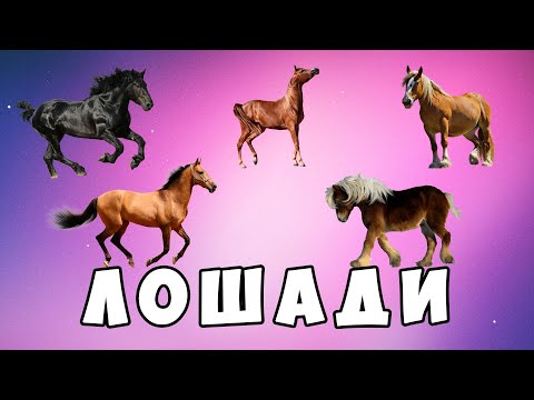 Видео: Породы лошадей для детей - развивающий мультик | Карточки Домана | Монтессори | Комарик