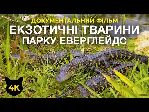 Видео: Екзотичні тварини парку Еверглейдс - Алігатори, ламантини та черепахи - Документальний фільм 4К