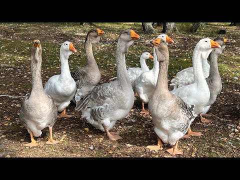 Видео: Холмогорские гуси. Отправка Холмогоров в Белогорск, Саратов, Омск. Гусыня не встала с дороги.