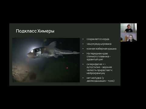 Видео: Зоология.  Лекция 22.  Рыбы