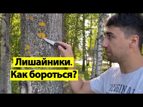 Видео: Лишайники, как с ними бороться.