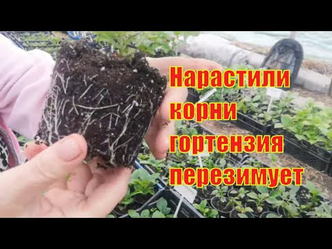 Видео: Срочно наращиваем корни у саженцев гортензии перед зимними морозами.