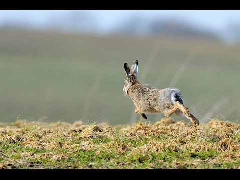 Видео: Охота на Зайца на Кубани 2023-2024г,