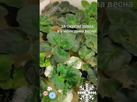 Видео: Фиалочки растут
