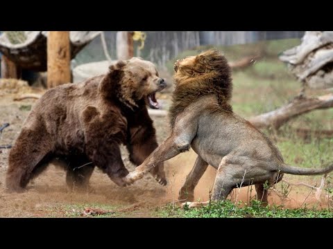 Видео: Медведь против Льва, Тигра, Волков, Пумы, Моржа, Коровы и Свиньи. Медведь в ДЕЛЕ!