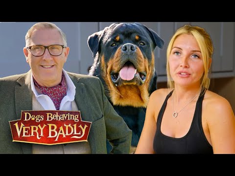 Видео: Мы боимся ходить по улице из-за поведения нашего ротвейлера
