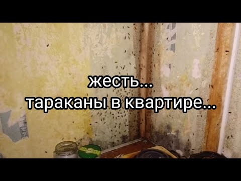 Видео: Жесть..Тараканы в квартире... Наглость клиента зашкаливает!