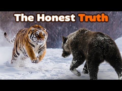 Видео: ГРИЗЛИ против ТИГРА — Честная правда