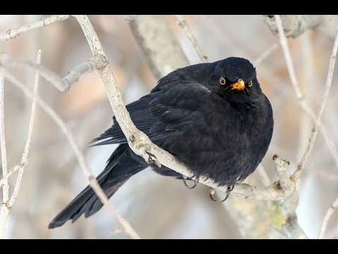 Видео: Черный дрозд и интересные факты о нем