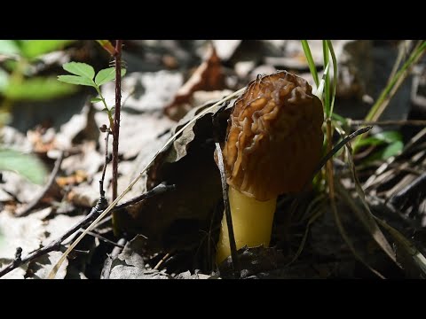 Видео: Сморчковая шапочка Первые весенние грибы