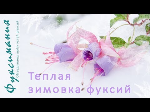 Видео: Теплая зимовка фуксий