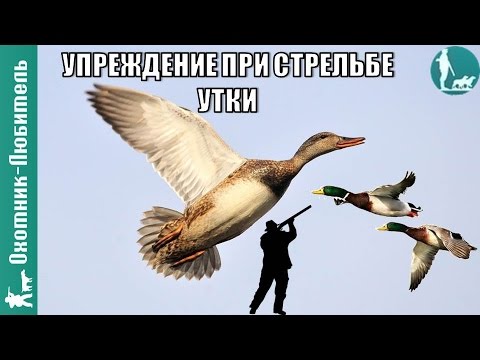 Видео: Какое делать упреждение при стрельбе утки на охоте? Охотник-Любитель