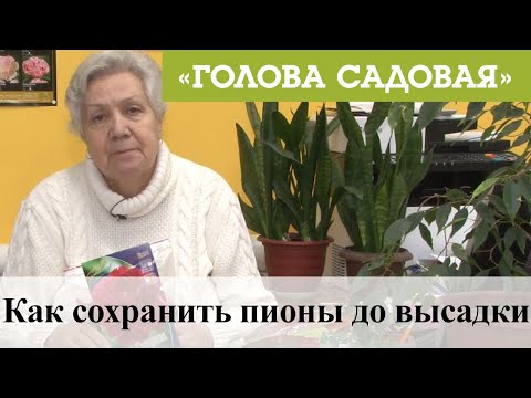 Видео: Голова садовая - Как сохранить пионы до высадки