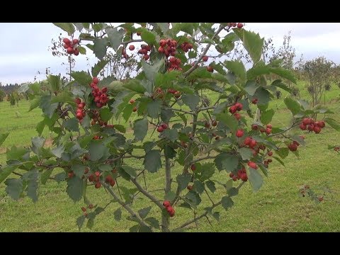 Видео: Формирование (обрезка) декоративно-лиственных пород