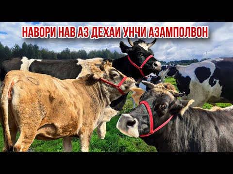 Видео: Азмчон акция шуд шветцкие чорное пестрие бугуз арзон 20 октября 2025 г.