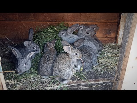 Видео: Кролиководство! Разведение кроликов!