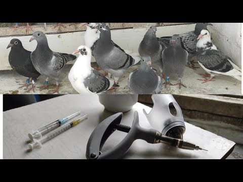 Видео: Спортивные голуби/Вакцинация голубей/ Racing pigeons/pigeon vaccination