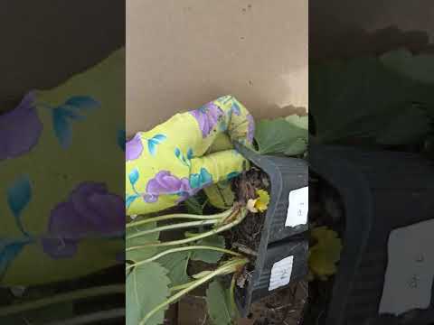 Видео: Китайская клубника. 