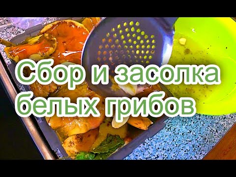 Видео: СБОР И ЗАСОЛКА БЕЛЫХ ГРИБОВ