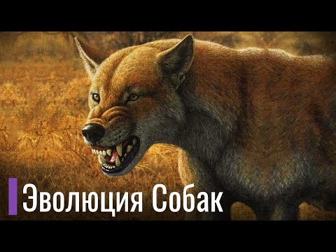 Видео: Реальная Эволюция Собачьих. Первобытные собаки