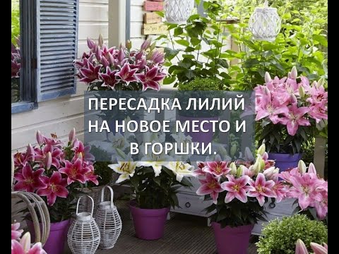 Видео: Пересадка лилий осенью на новое место и  в горшки.