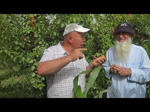 Видео: 907629692 Сахдӣ. Зардолуҳои навъҳои Лорна ва Раббада.