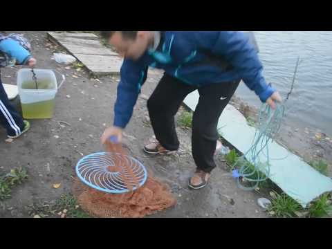 Видео: кастинговая сеть -  ловим карасяндриков и отпускаем в городской пруд