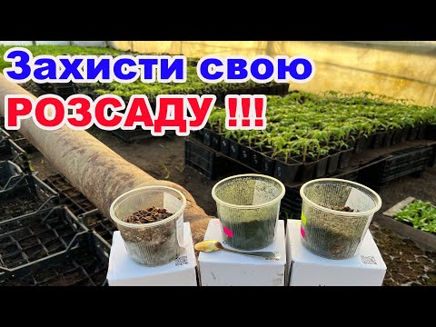 Видео: Чорна ніжка не пройде ! Чим пролити розсаду ?