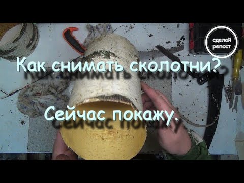 Видео: Сбор бересты,снимаем сколотни