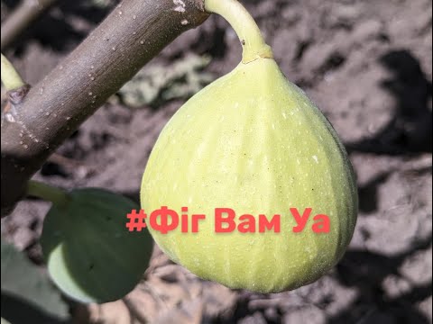 Видео: Укриття інжиру на зиму