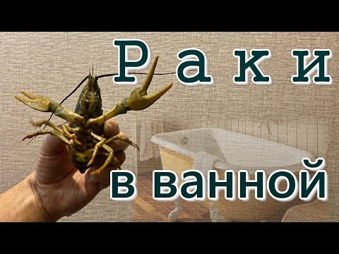 Видео: Содержание раков в ванной. Первые 3 недели