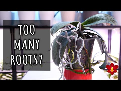 Видео: Может ли орхидеям быть слишком тесно в горшке? ДА! Вот что с этим делать!