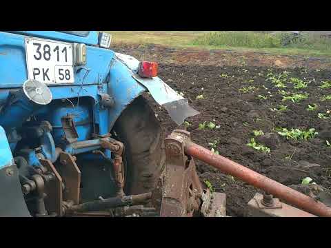 Видео: МТЗ 80 регулировка плуга и вспашка