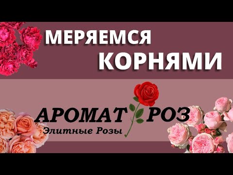 Видео: САЖЕНЦЫ РОЗ, О КОТОРЫХ МЕЧТАЕТ КАЖДЫЙ РОЗОВОД!