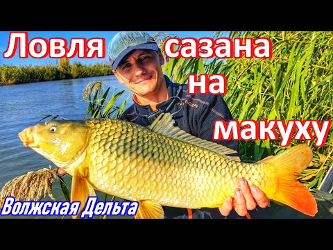 Видео: КАК ПОЙМАТЬ САЗАНА НА МАКУХУ/РЫБАЛКА НА ВОЛГЕ 2025