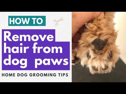 Видео: Как удалить шерсть с лап собаки — два способа | Советы по уходу за собакой