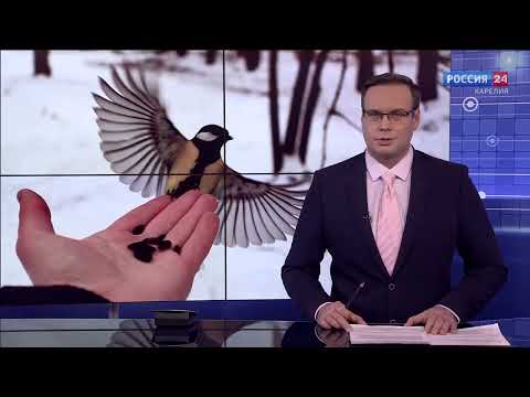 Видео: Почему не надо подкармливать птиц зимой. Интервью с ветеринарным врачом Валентином Козлитиным.