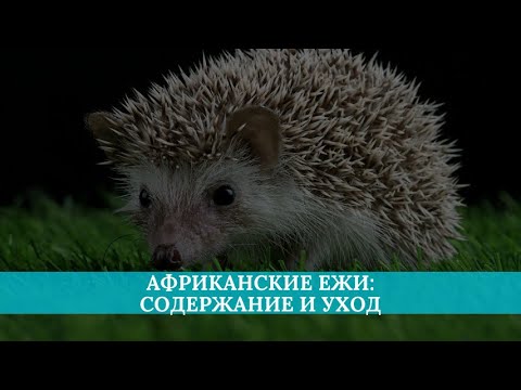 Видео: Африканские карликовые ежи: уход, содержание, питание