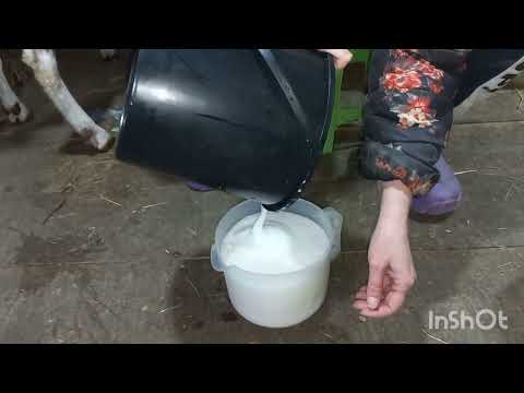 Видео: Сколько коза ламанча даёт молока. Без раздоя. Месяц после окота.