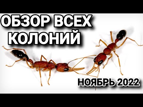Видео: Обзор всех колоний (ноябрь 2022). #МуравьиЯрославль