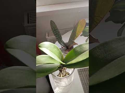 Видео: Новинки. Не бойтесь фитоламп. Дорогие сорта орхидей. Редкости. 