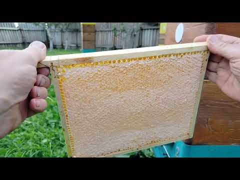 Видео: Пасека. 1 августа 2025 года.