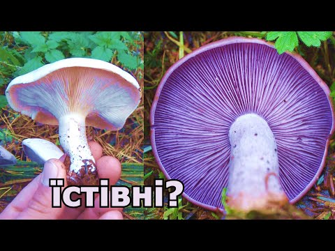 Видео: ГОВОРУШКА ДИМЧАСТА ТА РЯДОВКА ФІОЛЕТОВА