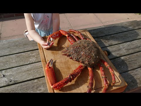 Видео: ГИГАНТСКОГО краба-паука можно поймать и приготовить на барбекю.