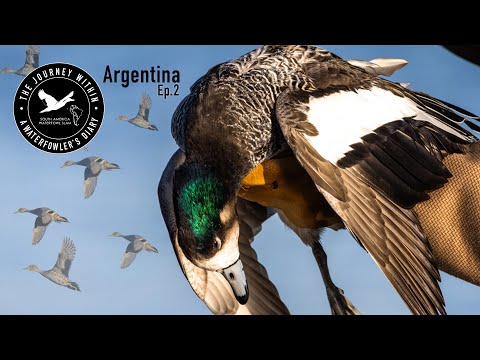 Видео: На полпути – чилийская свиязь и розовая клюва | Путешествие внутрь, Южная Америка, борьба с водоп...