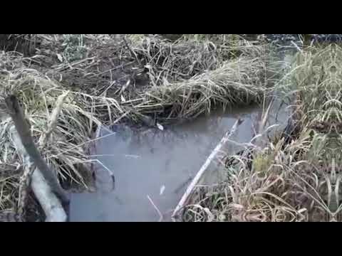 Видео: Очередная ПРОВЕРКА КАПКАНОВ НА БОБРА 2021-2022